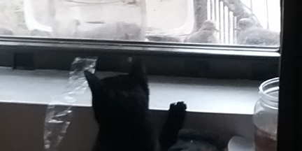 Angel sees sparrows land on the sill, too